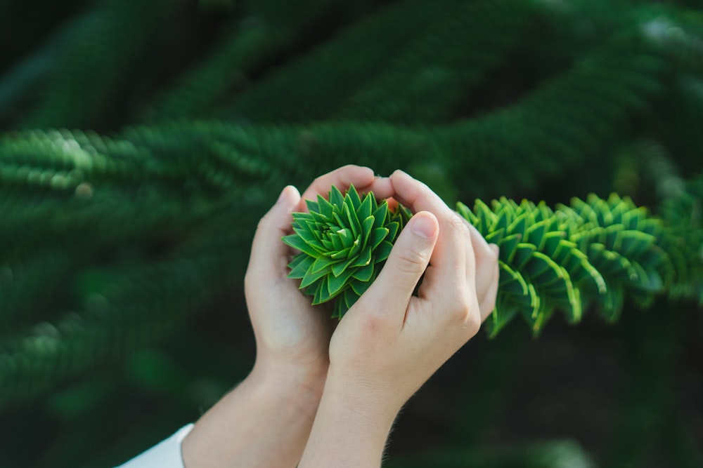 person cupping pine leaves during daytime