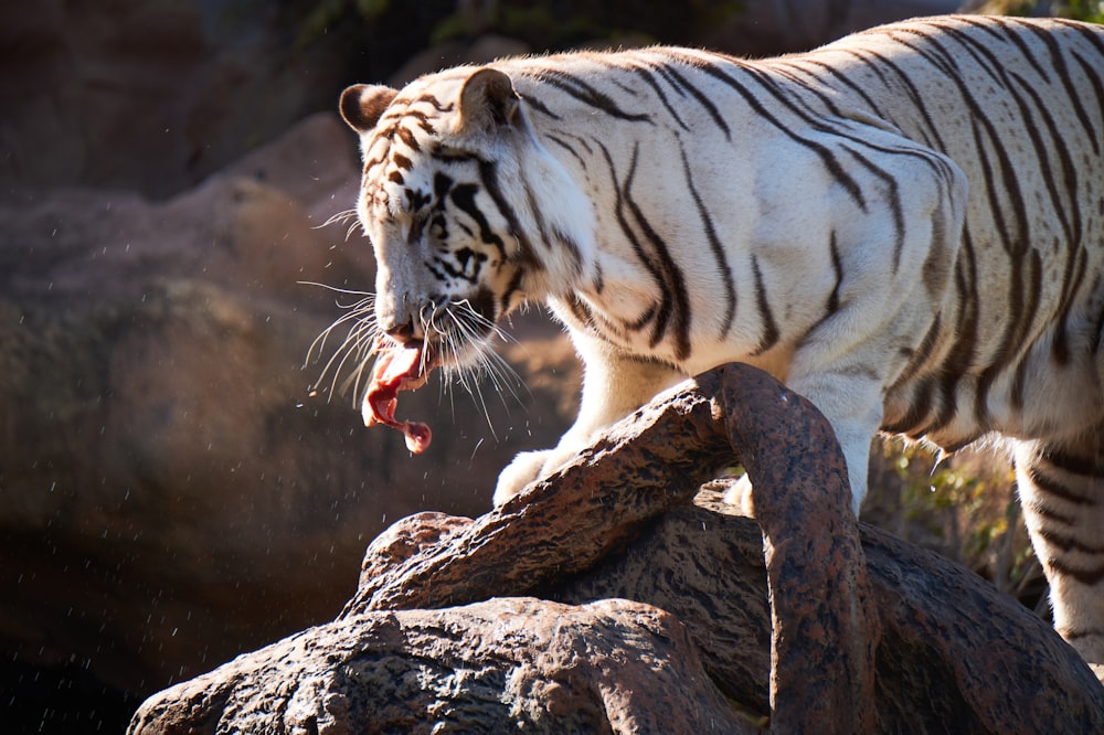 white tiger eating raw meat on rock