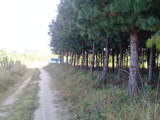 A spacious lot surrounded by trees and a dirt road.