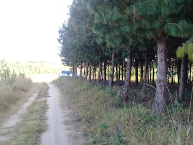 A spacious lot surrounded by trees and a dirt road.