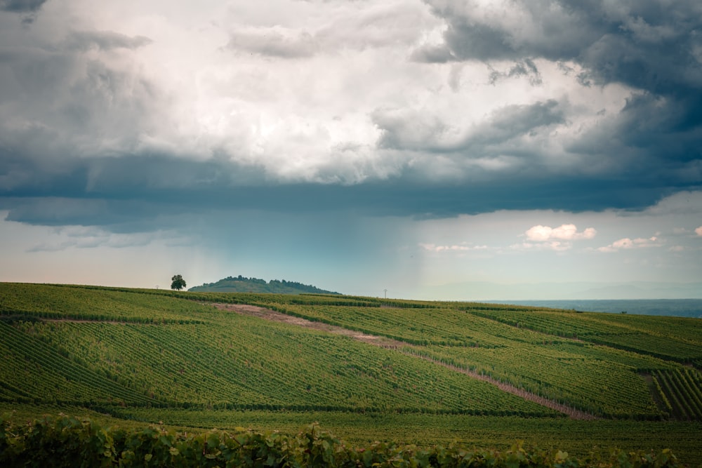 green open field under white and gray skies