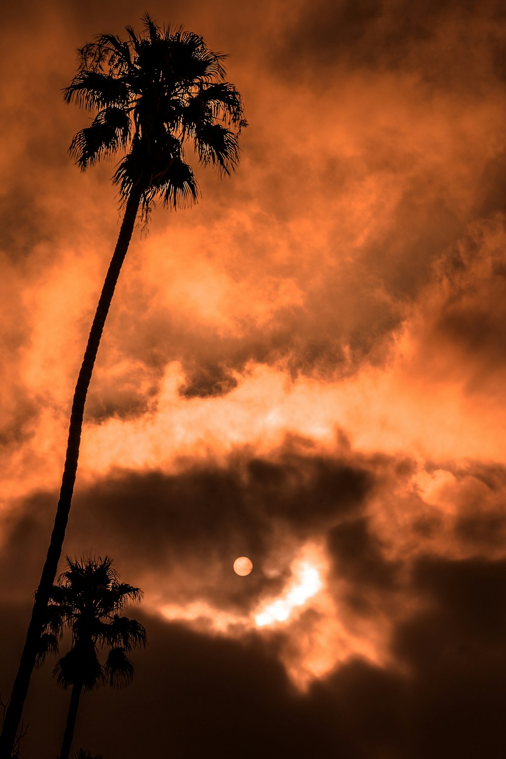 Fotografía de ojo de gusano de árbol