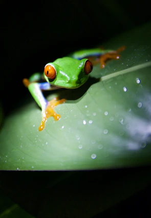 A playful animated coquí frog sitting on a bright green leaf with a waterfall in the background.