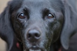 Close-up of a dog’s shiny coat being brushed with a slicker brush.