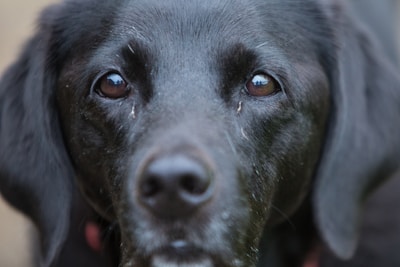 Close-up of a dog’s shiny coat being brushed with a slicker brush.