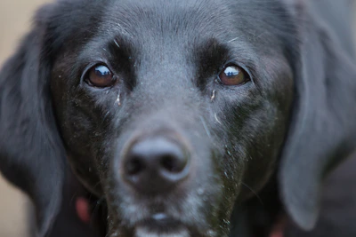 Close-up of Boris, the Russian Black Terrier, with his shiny black coat and curious eyes.