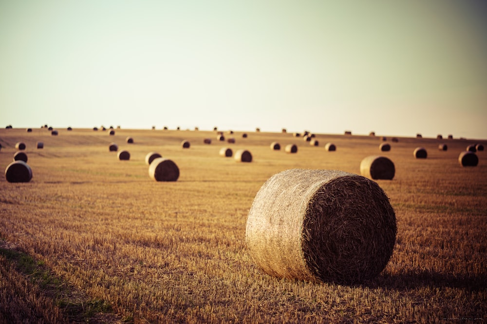 landscape photography of bale of hays