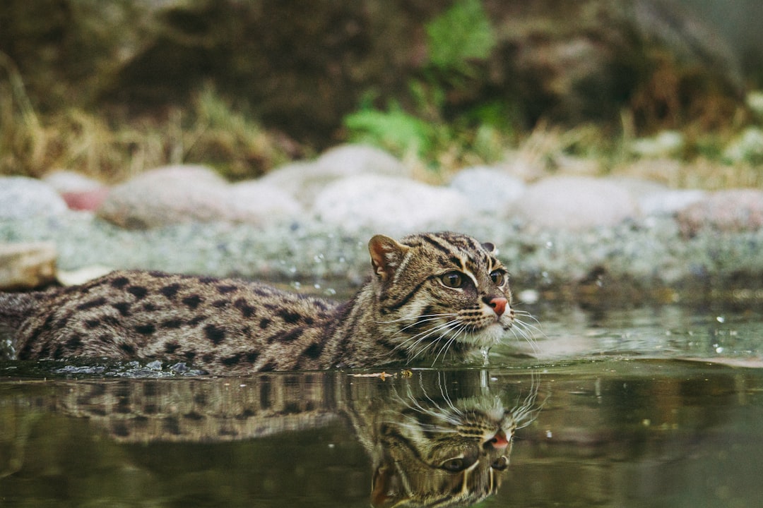 wild cat swimming in body of water