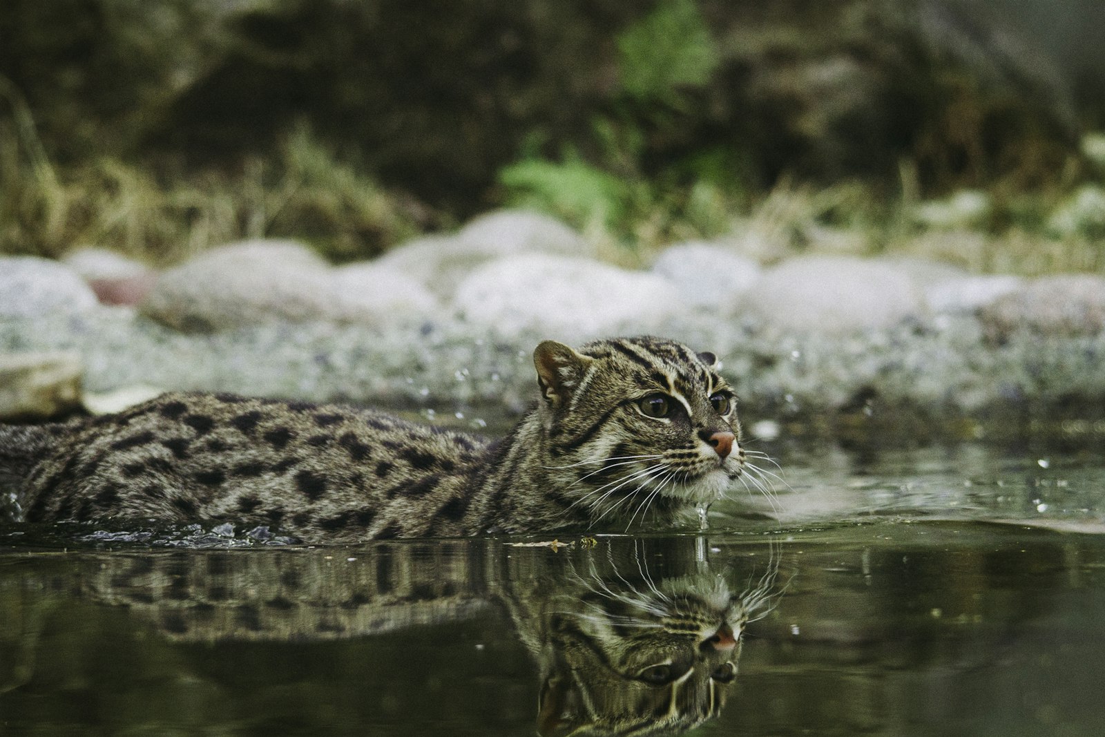 Canon EOS 7D + Sigma 150-500mm F5-6.3 DG OS HSM sample photo. Wild cat swimming in photography