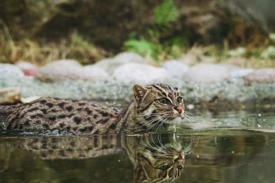 wild cat swimming in body of water in Eskilstuna Parken Zoo Sweden