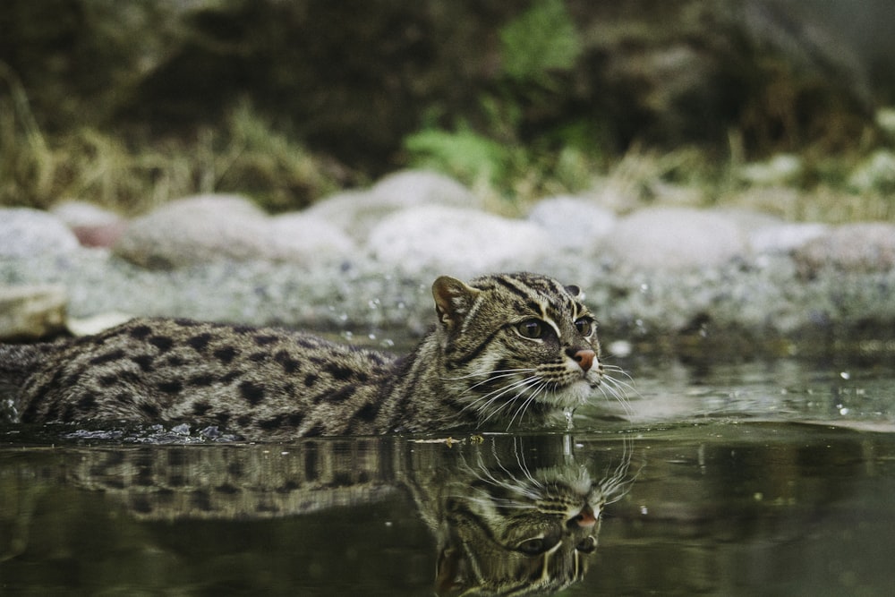 wild cat swimming in body of water