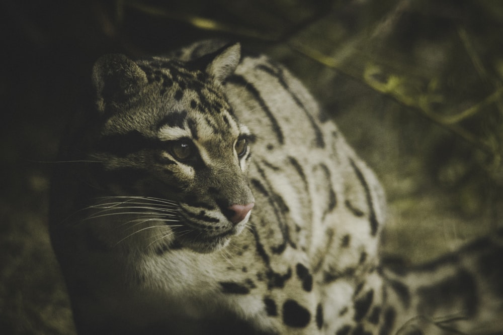 jaguar on leafy surrounding