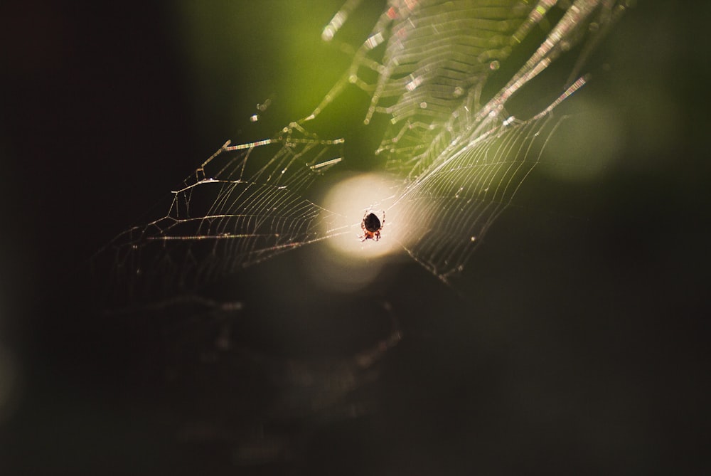 close up photography of spider on web