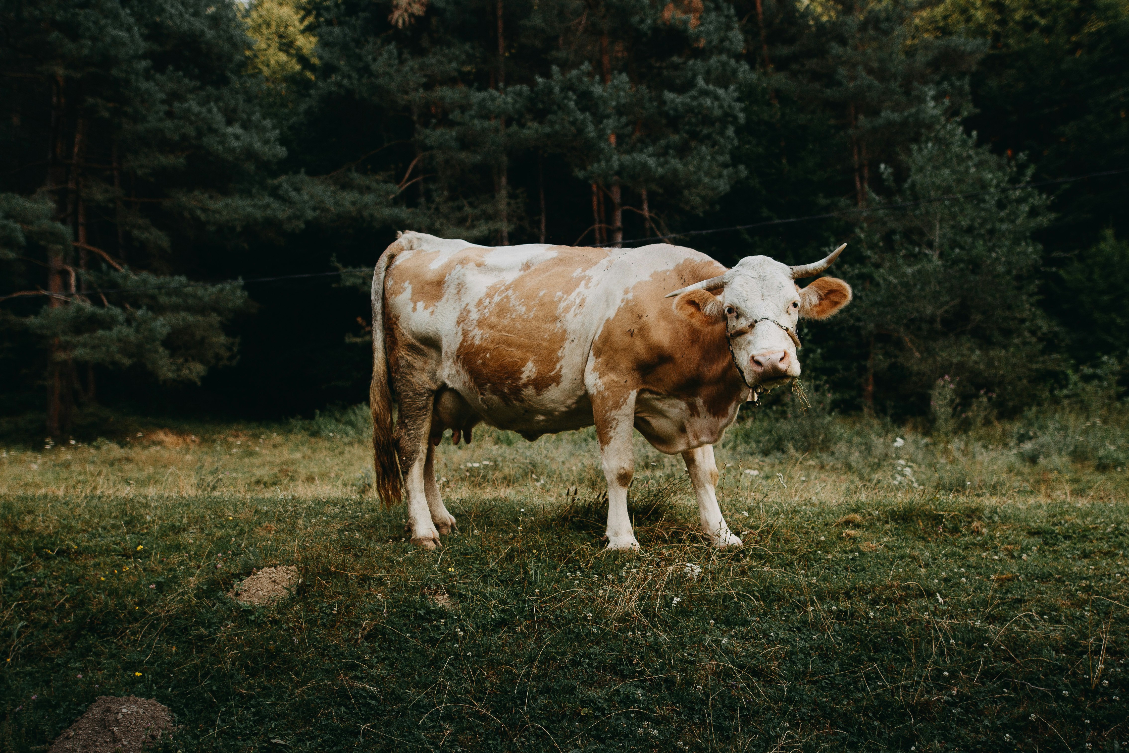 Brown and white chained cow