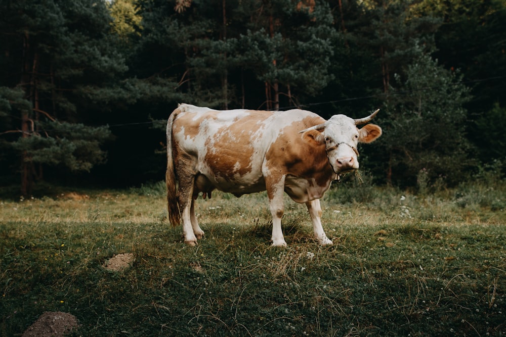 white and brown cow on field