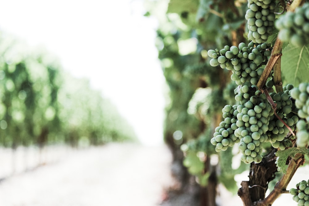 shallow focus photo of green berries