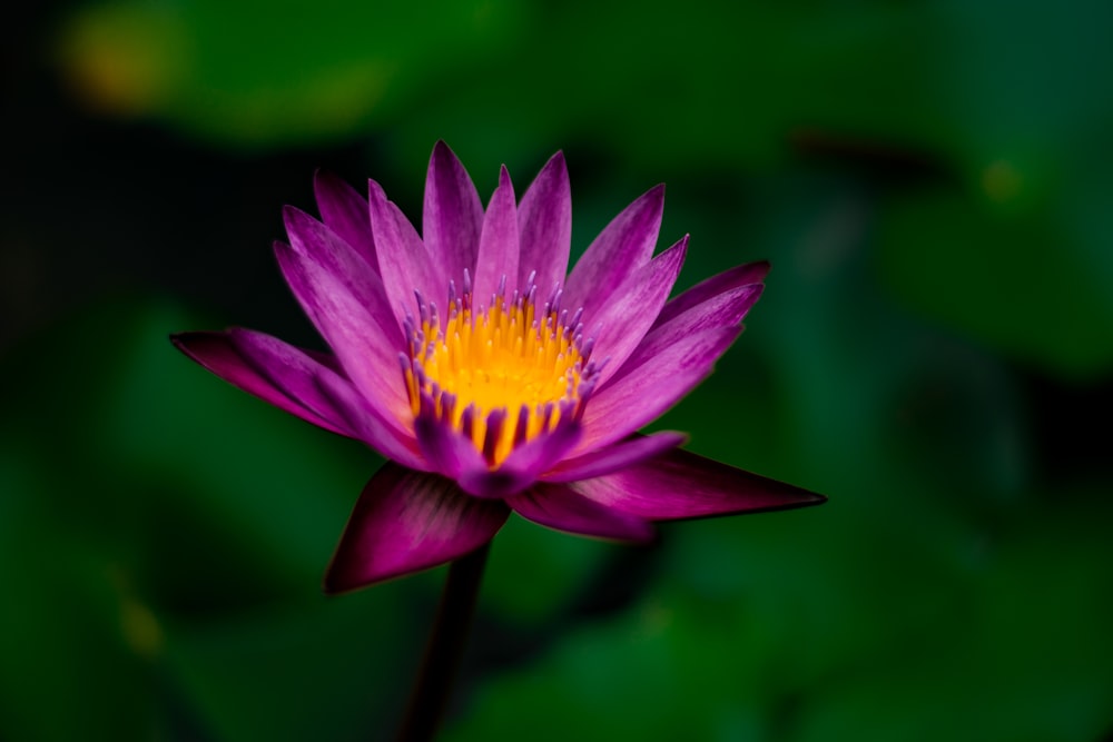 selective focus photography of purple and yellow petaled flower