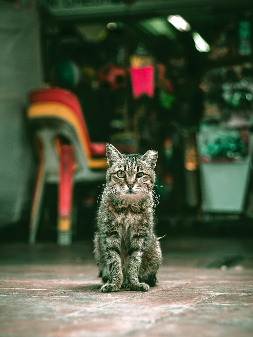 braun getigerte Katze sitzt in der Nähe von Stühlen