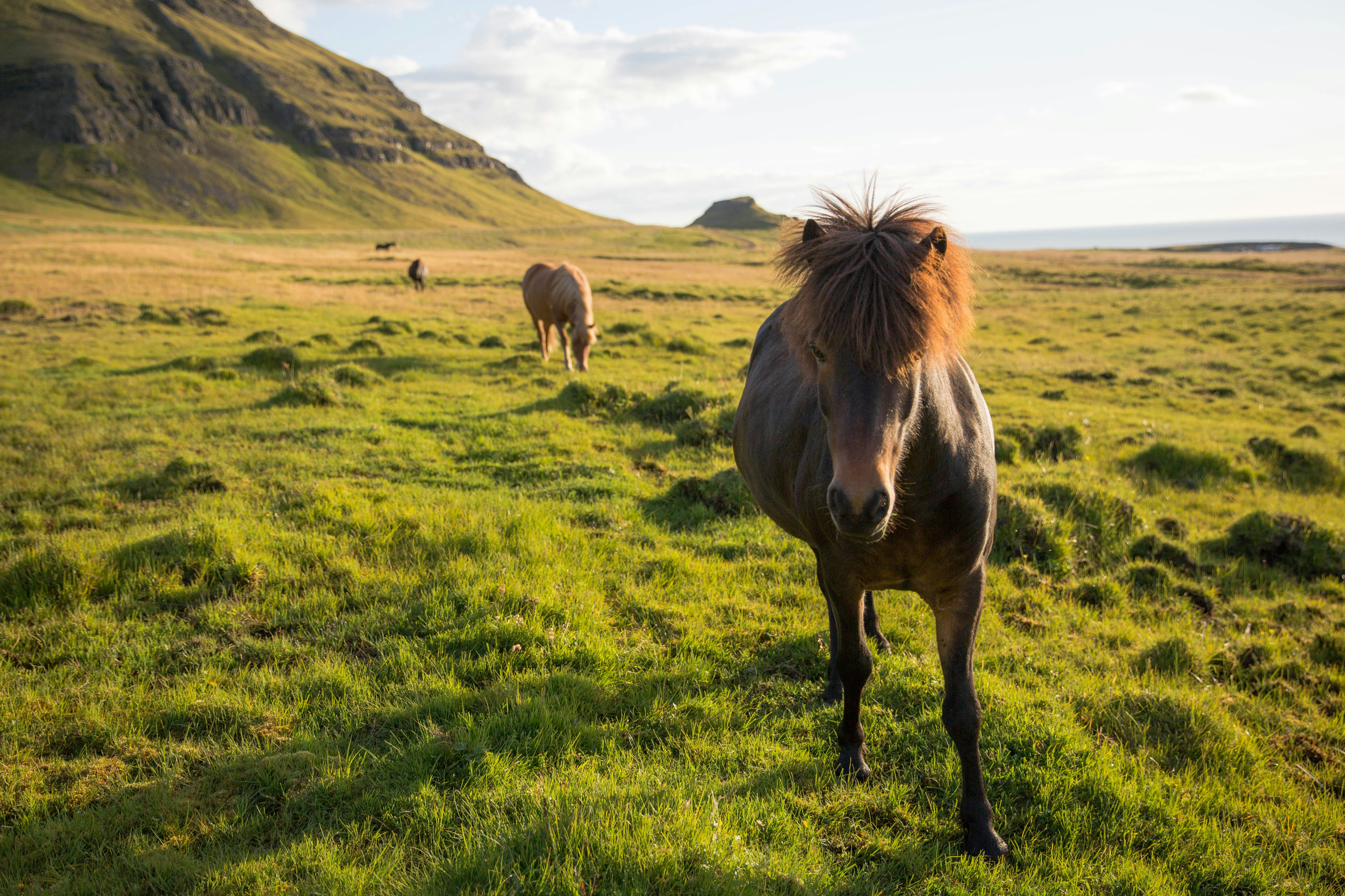 horses on grassy field