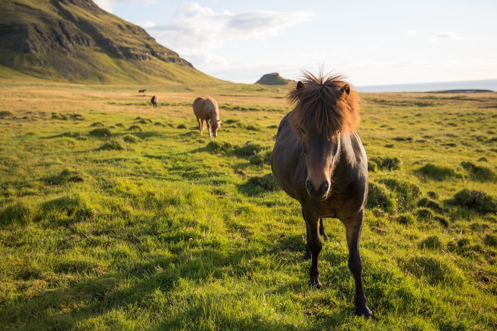 horses on grassy field