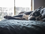 A dog resting peacefully on a soft blanket near a window with natural light