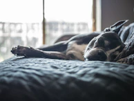 A relaxed dog resting peacefully next to a window with sunlight streaming in.