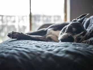 A relaxed dog resting peacefully next to a window with sunlight streaming in.