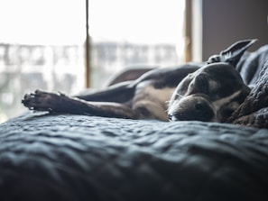 Dante resting peacefully on a wooden floor with soft natural light.