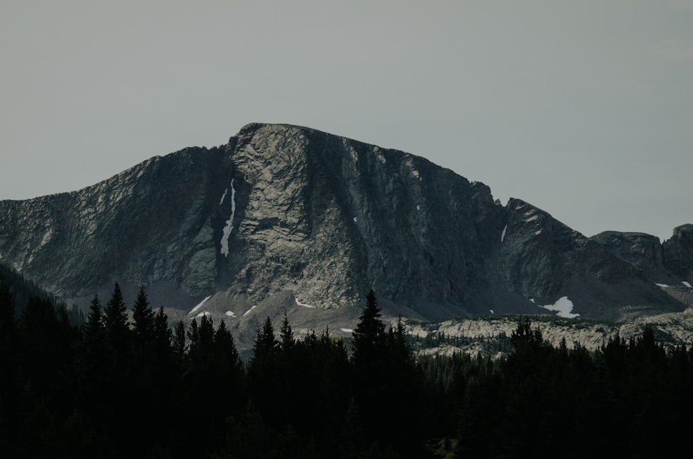 silhouette of trees with mountain in background