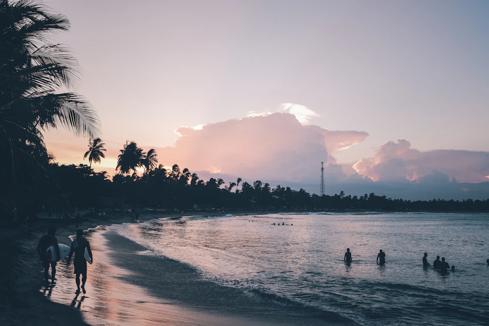 Palm trees along the shore at Arugam Bay, Sri Lanka