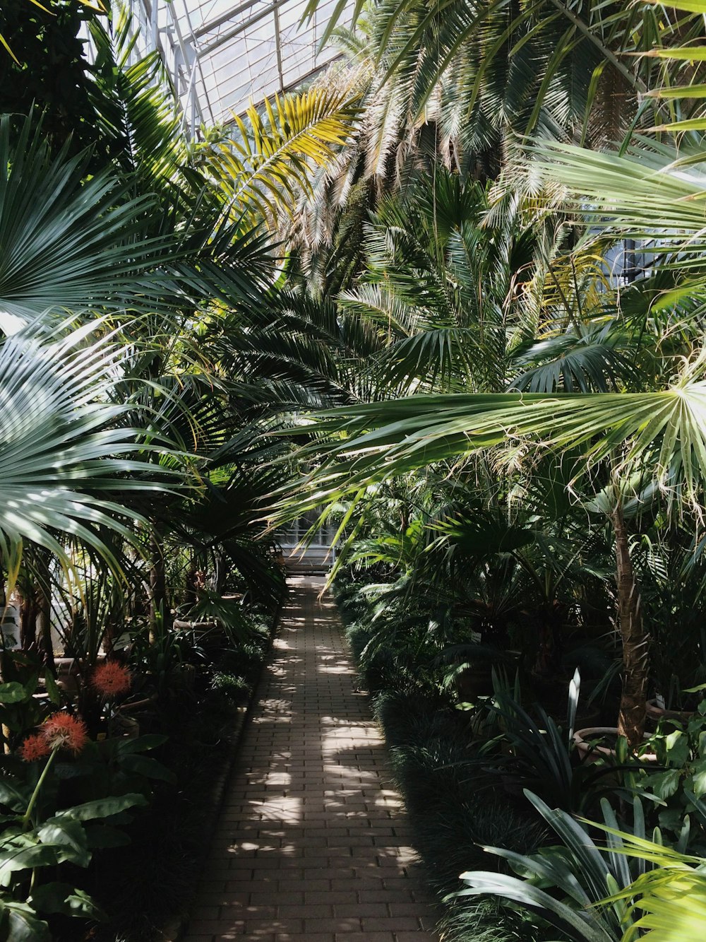 garden pathway