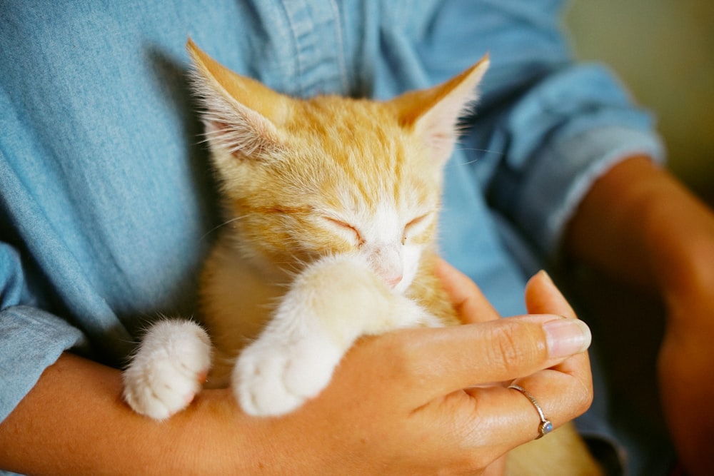 オレンジ色のぶちの子猫を抱いている人