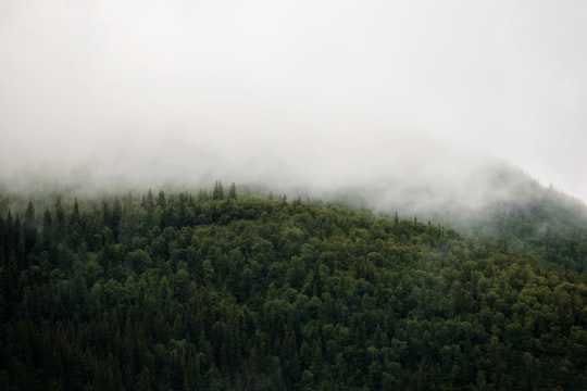 white fog on forest in Hemsedal Norway