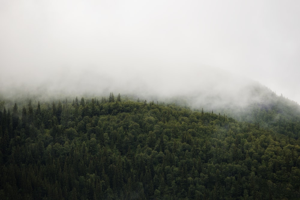 nebbia bianca sulla foresta