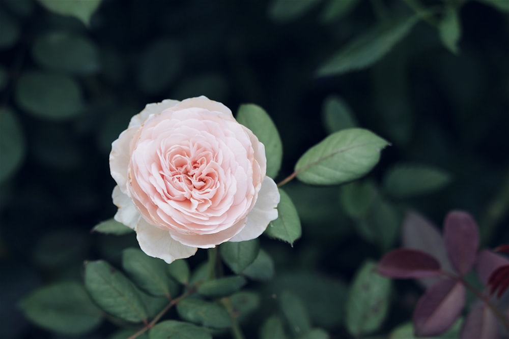 fotografia de foco seletivo de flor de pétalas