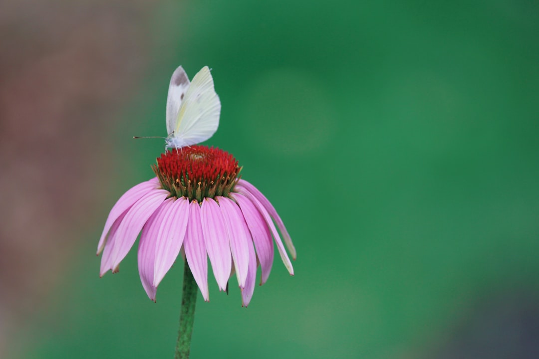 A butterfly on a red flower with pink petals.