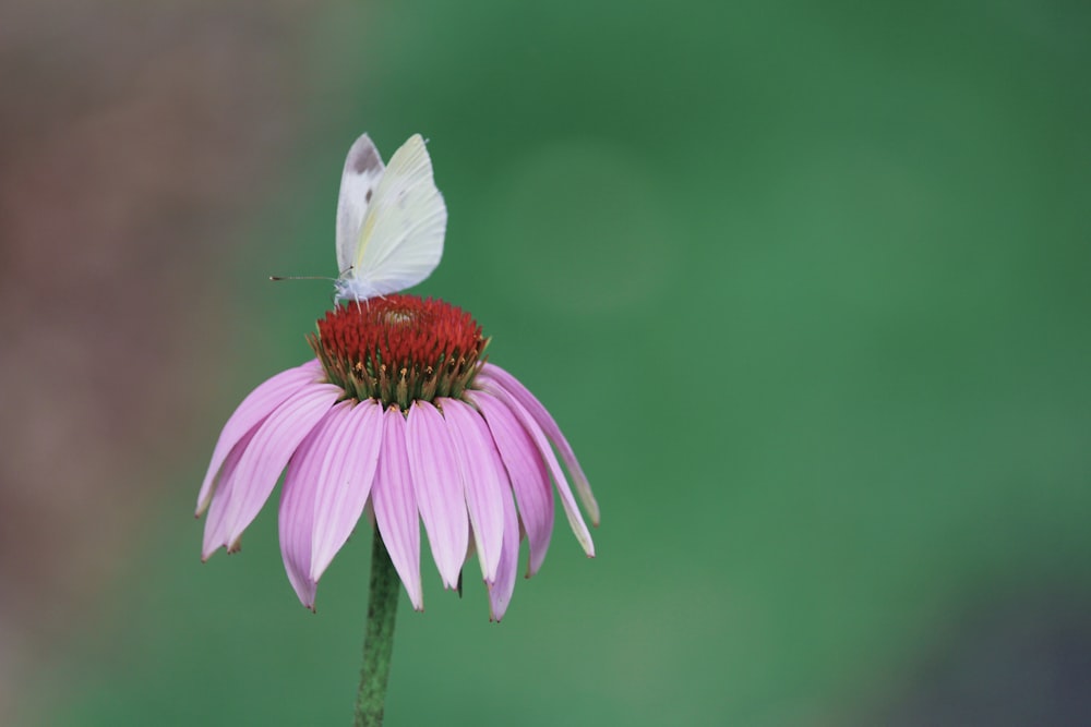 A butterfly on a red flower with pink petals.