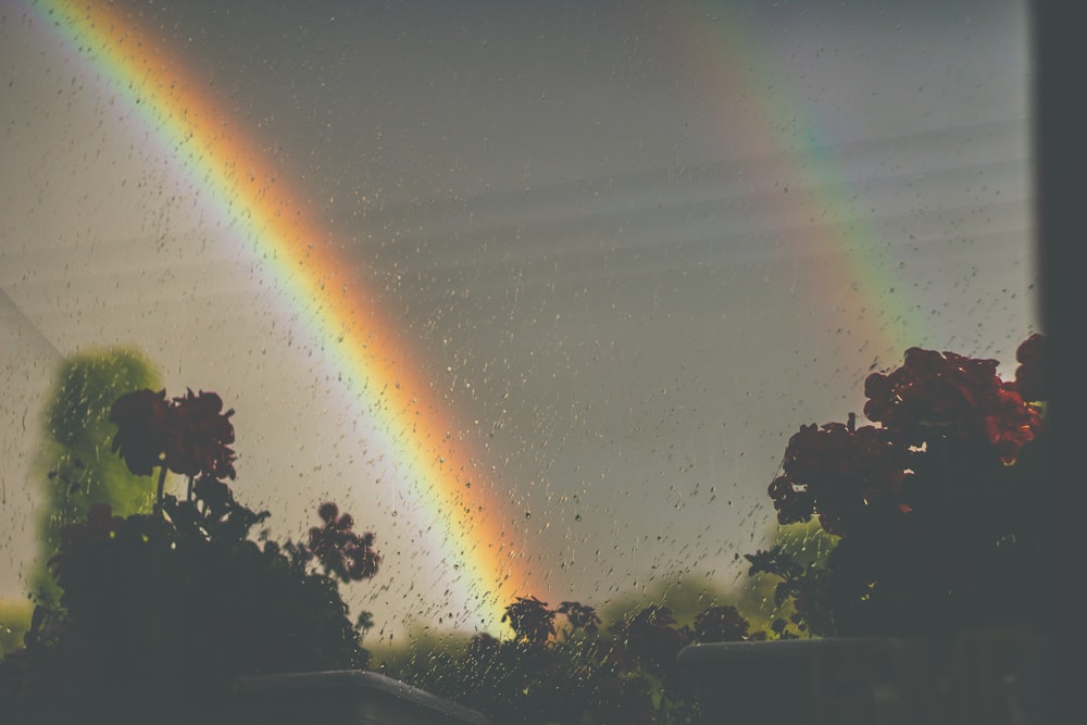 red geranium flowers beside window overlooking rainbows