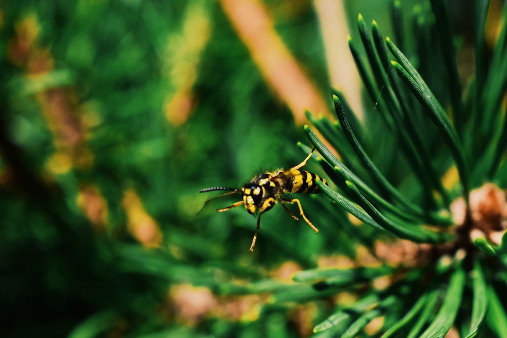 yellow and black bee on green leafed plant photography