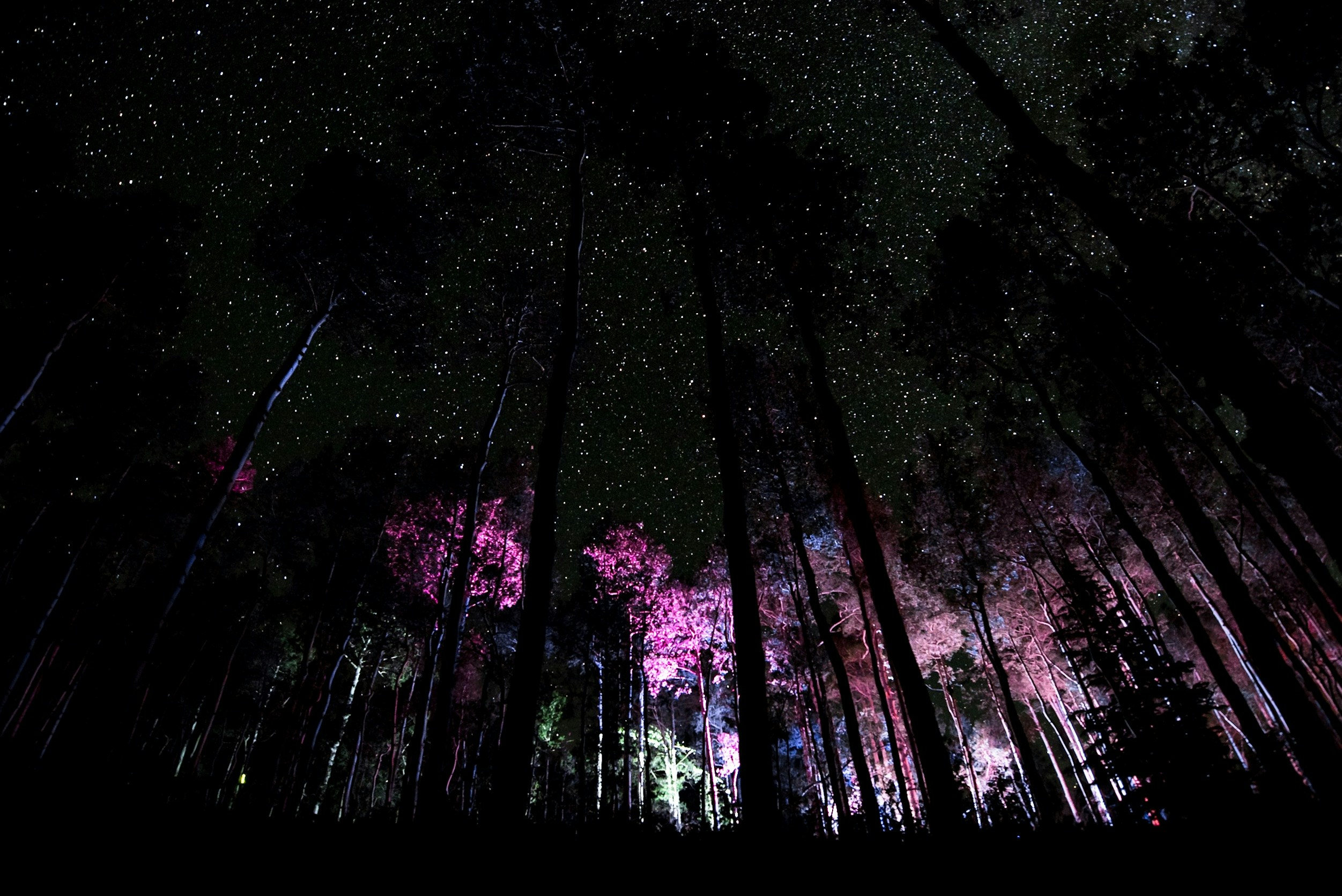 Eldritch Forest Proxy