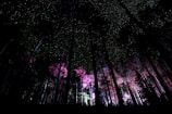 Adventure game scene with a mysterious forest under a starry night.