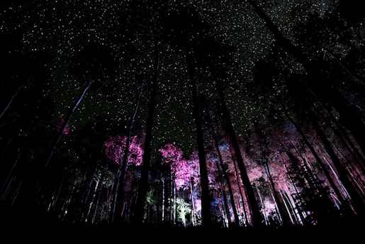 A dark, cinematic scene featuring a mystical forest illuminated by glowing pink flames.