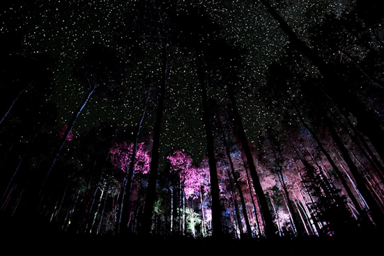 Il chiaro di luna illumina un'antica foresta mistica sotto un cielo stellato