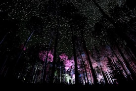 A dark forest scene with tall trees silhouetted against a starry night sky. Some trees are illuminated with pink and purple lighting, creating a mystical and enchanting atmosphere.