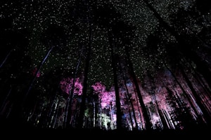 A dark forest scene with tall trees silhouetted against a starry night sky. Some trees are illuminated with pink and purple lighting, creating a mystical and enchanting atmosphere.