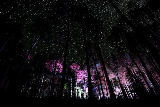 A dark forest scene with tall trees silhouetted against a starry night sky. Some trees are illuminated with pink and purple lighting, creating a mystical and enchanting atmosphere.