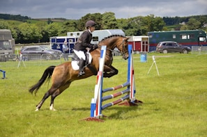 A person dressed in equestrian attire is riding a brown horse, jumping over a colorful hurdle in a grassy field. Several parked vehicles and horse trailers are visible in the background, along with trees and fencing.