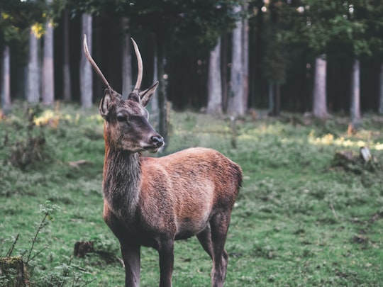 brown deer standing on field in Meßstetten Germany