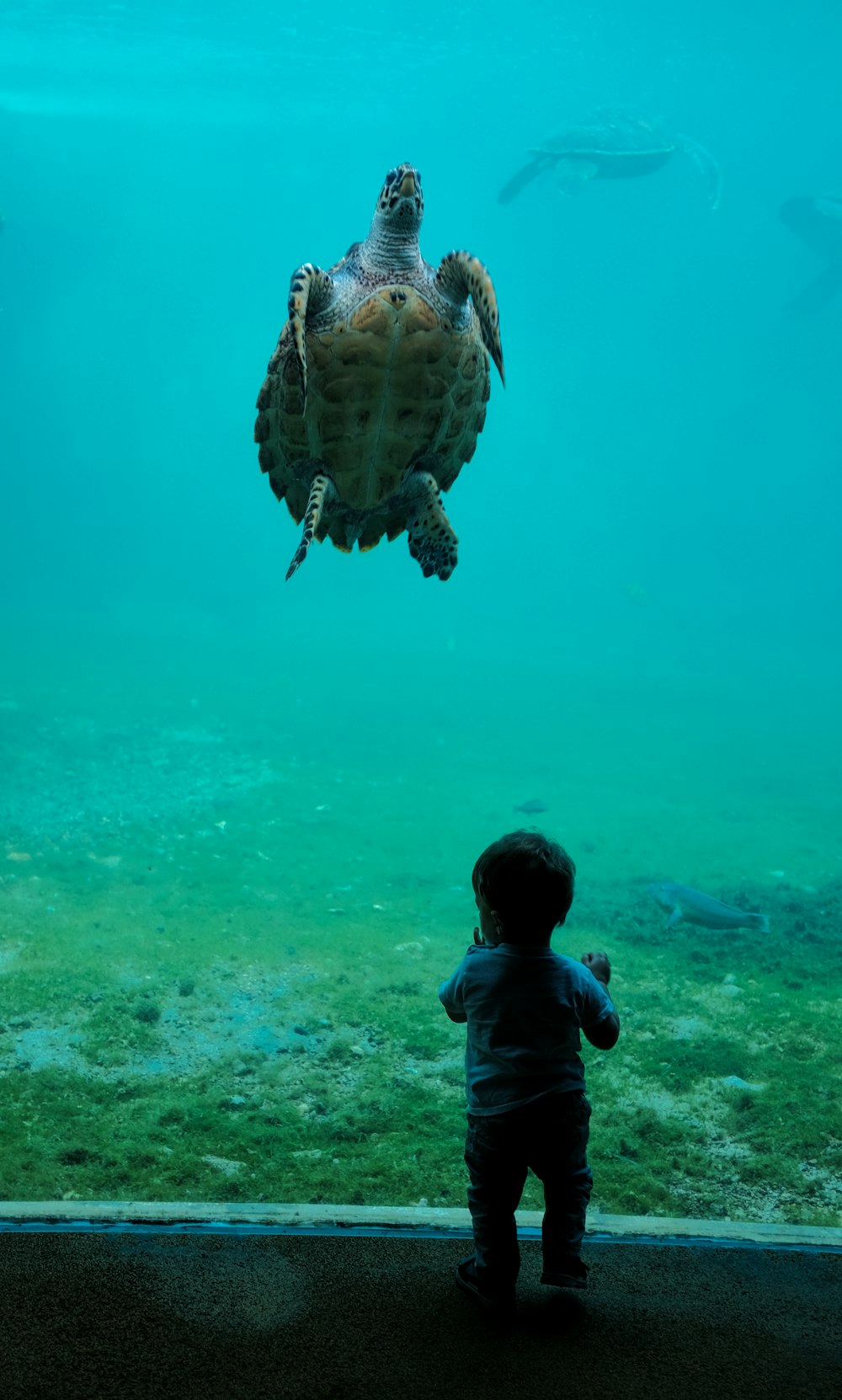 black and yellow turtle swimming in tank