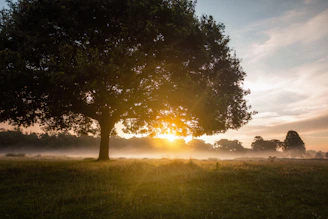 tree against golden sun